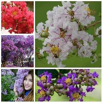 Mixed Crepe Myrtle Flower Seeds for Planting - 100 pcs