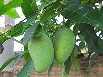 Bergamot Fruit Seeds - Grow Aromatic and Flavorful Bergamot in Your Yard 100 Pcs pcs