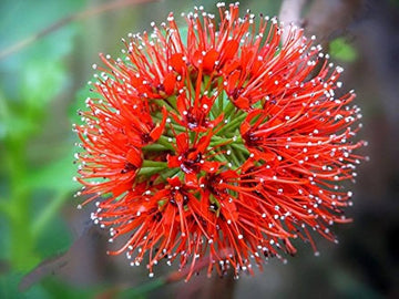 Red Greyia Sutherlandii Flower Seeds for Planting, 100 pcs