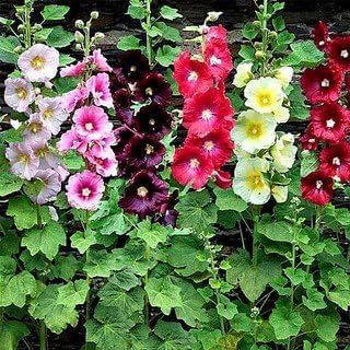 Malva Flower Seeds for Planting - NON GMO Seeds