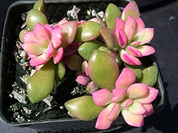 Pink Anacampseros Plant Seeds for Planting - 100 pcs