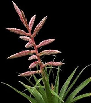 Pink Tillandsia Cretacea Plant Seeds for Planting - 100 Pcs pcs
