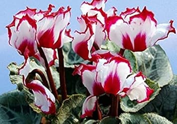 Red White Cyclamen Flower Seeds for Planting - 100 pcs