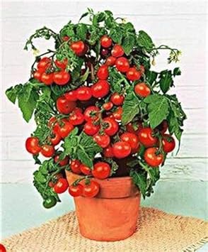 Red Bell Tomato Seeds for Planting-Heirloom & Non-GMO Seeds for planting