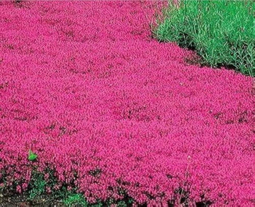 Red Creeping Flower Seeds for Planting, Fresh, NON GMO Seeds