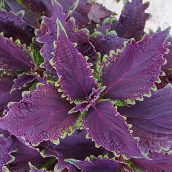 Heirloom Non-GMO Violet Coleus Plant Seeds for Planting ƒ?? Vibrant Foliage Seeds