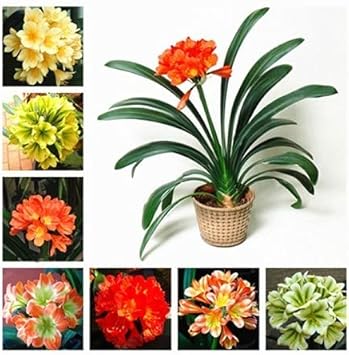 Mixed Clivia Planting Seeds - Non-GMO, Heirloom Flower