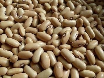 Yellow Arikara Bean Seeds for Planting heirloom & Non-GMO Seeds