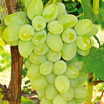 Grape Fruit Seeds for Planting- Light Green Color Variety, GMO Free, Garden Seeds for Home