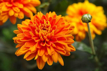 Chrysanthemum Flower Seeds Orange for Planting, NON GMO Seeds