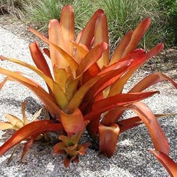 Bromeliad Tillandsia Bulbosa Orange Seeds for Planting - NON GMO Seeds