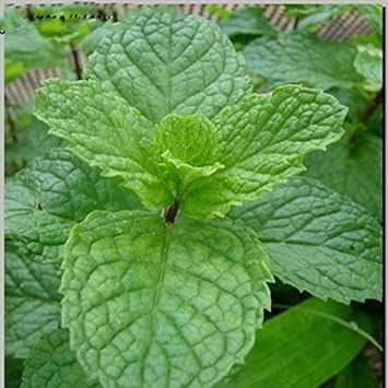 Green Mint Plant Seeds for Herb Gardens and Culinary Use for Planting Scientific Name Placeholder for planting in home garden