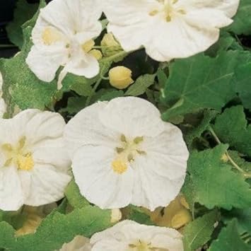 Abutilon Flower Seeds for Planting, White Blooms, 100 pcs