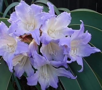 White Blue Hippeastrum Rutilum Flower Seeds ƒ?? Heirloom Non-GMO Amaryllis Blooms for Exotic Gardens for planting in your garden.