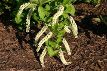 Organic White Sweetspire Flower Seeds for Planting – Heirloom, Non-GMO