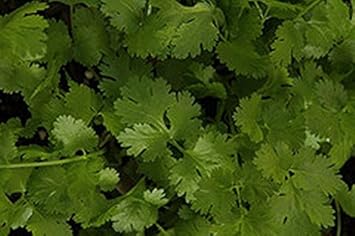 Green Cilantro Seeds for Planting - 100 Pcs pcs
