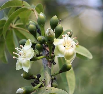 Pentandra Flower Seeds for Planting - 100 pcs