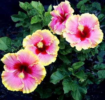 Heirloom Non-GMO Pink Yellow Hibiscus Flower Seeds – Bright Tropical Blooms for Garden Planting