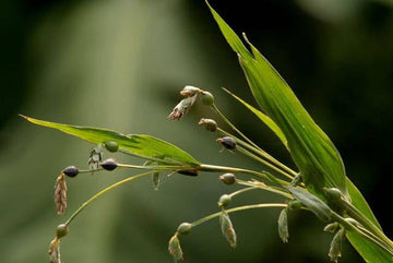 Job's Tears Grain Seeds for Planting - NON GMO Seeds