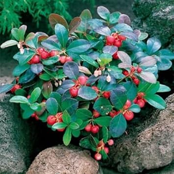 Red Gaultheria Fruit Seeds for Planting - Berry Enthusiasts & Gardeners, Heirloom Seeds, GMO Free