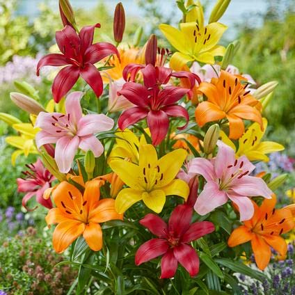Mix Asiatic Lilies Flower Seeds for Planting - Heirloom and Non-GMO garden seeds for planting in home garden