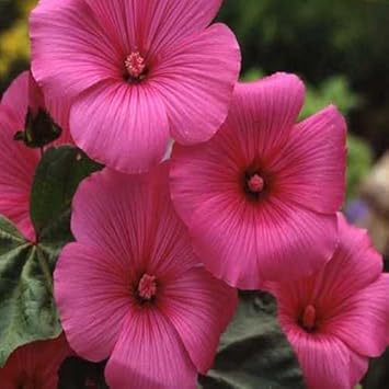Lavatera Trimestris Pink Seeds for Planting ƒ?? Organic, Heirloom, Non-GMO