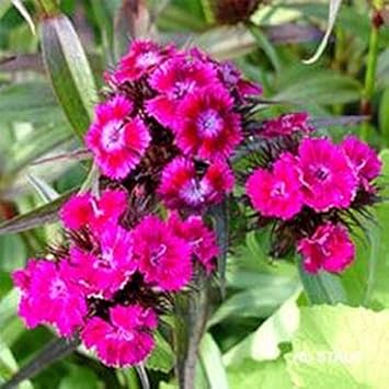 Pink Dianthus Flower Seeds for Planting 100 Pcs pcs