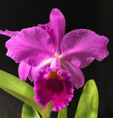 Heirloom Non-GMO Cattleya Orchid Flower Seeds for Planting – Exotic Fragrant Indoor Garden Blooms