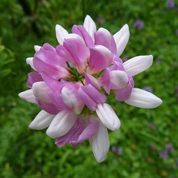 Purple Coronilla Flower Seeds for Planting - NON GMO Seeds