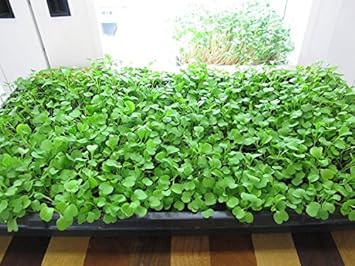 Green Rucola Seeds for Planting - 100 Pcs pcs