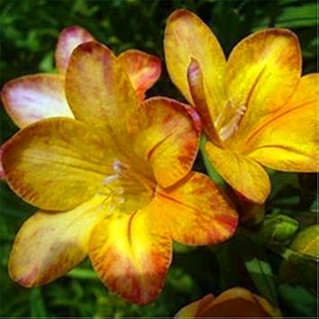 Organic Heirloom Yellow Orange Freesias Flower Seeds – Non-GMO Fragrant Seeds for Planting