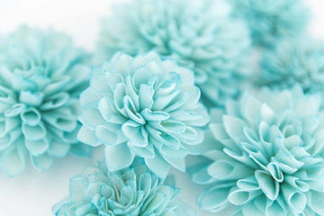 Sky Blue White Chrysanthemum Seeds – Heirloom, Non-GMO Flower Seeds for Garden Planting