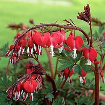 Red Bleeding Heart Plant Seeds for Planting ƒ?? Heirloom, Non-GMO, Organic