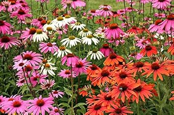 Mixed Echinacea Coneflower Seeds for Planting - Heirloom & Non-GMO Garden Seeds