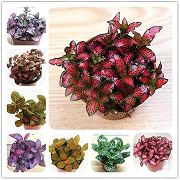 Fittonia Multi-Colour Plant Seeds for Planting - NON GMO Seeds for planting in home garden