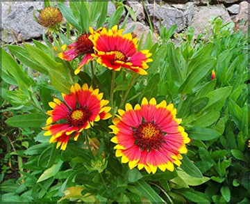 Yellow Red Aristata Flower Seeds for Planting - NON GMO Seeds