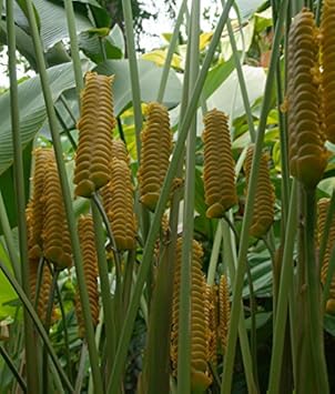 Yellow Calathea Crotalifera Plant Seeds for Planting,Heirloom & Non-GMO Seeds