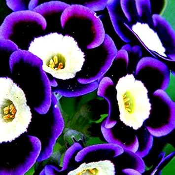 Blue Phantom Petunia Flower Seeds for Planting - Heirloom, NON-GMO, Easy-to-Grow Garden Blooms