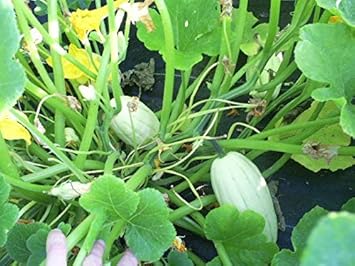 Green Bush Delicata Seeds for Planting- heirloom & Non-GMO Seeds