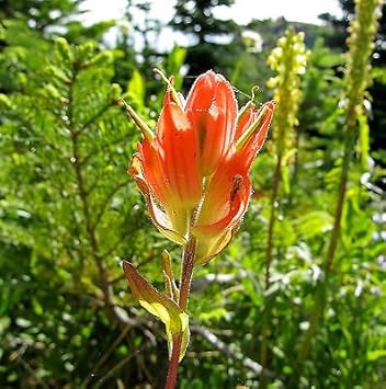Orange Castilleja Flower Seeds for Planting - 100 pcs
