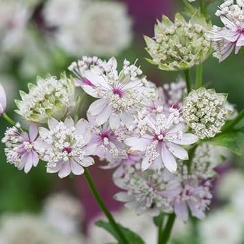 Heirloom Non-GMO Major Astrantia Flower Seeds for Planting – Unique Starry Perennial Garden Blooms