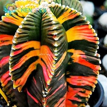 Mixed Aztekium Valdezii Flower Seeds for Planting - 100 Pcs pcs