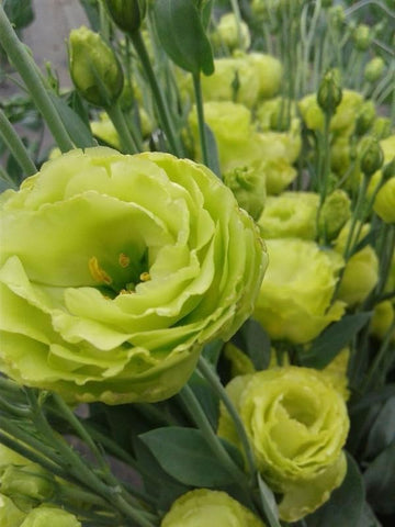 Light Green Lisianthus Flower Seeds for Planting - Heirloom, NON-GMO Seeds - Beautiful Garden Blooms