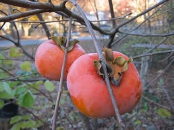 Red Asian persimmon fruit seeds