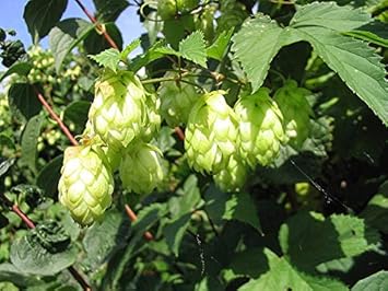 Organic Heirloom Non-GMO Light Green Humulus Lupulus Seeds for Planting – Hops Plant