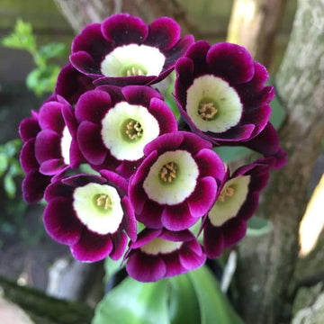 Violet Primrose Flower Seeds for Planting-100 pcs