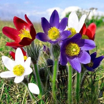 Mix Pulsatilla Pasque Flower Seeds – Heirloom Non-GMO Garden Blooms for Landscaping