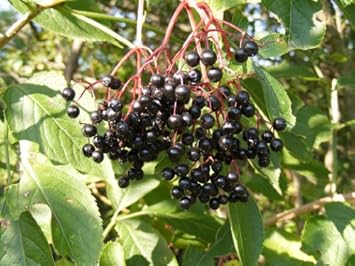 Canadensis Fruit Seeds - A Sweet and Tangy Fruit for Your Garden 100 Pcs pcs