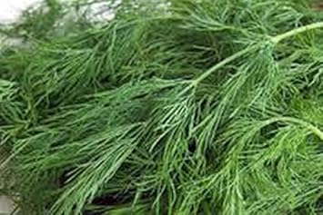 Brown Dill Grn Plant Seeds for Planting-Flavorful Herb Gardens Scientific Name Placeholder for planting in home garden