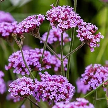 Multi-Color Verbena Flower Seeds for Planting – Heirloom, Non-GMO, Organic